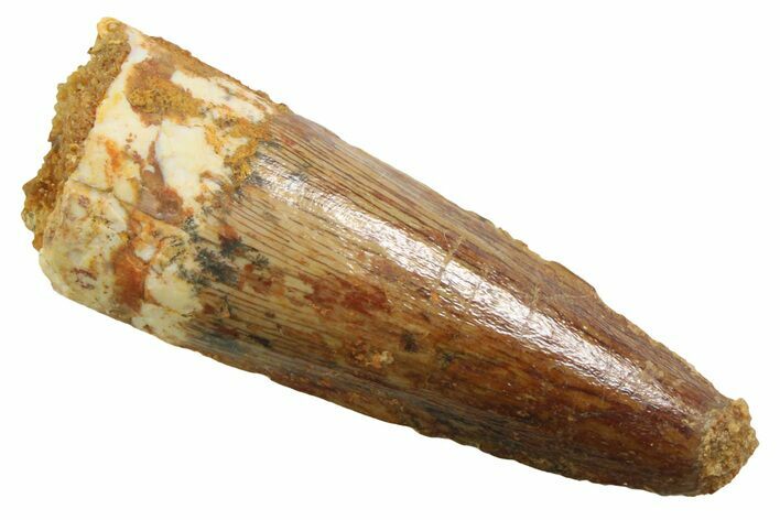 Juvenile Fossil Spinosaurus Tooth - Real Dinosaur Tooth #354817
